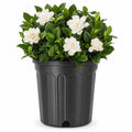 Extra Large 3 Gallon Gardenia Plant A3462
