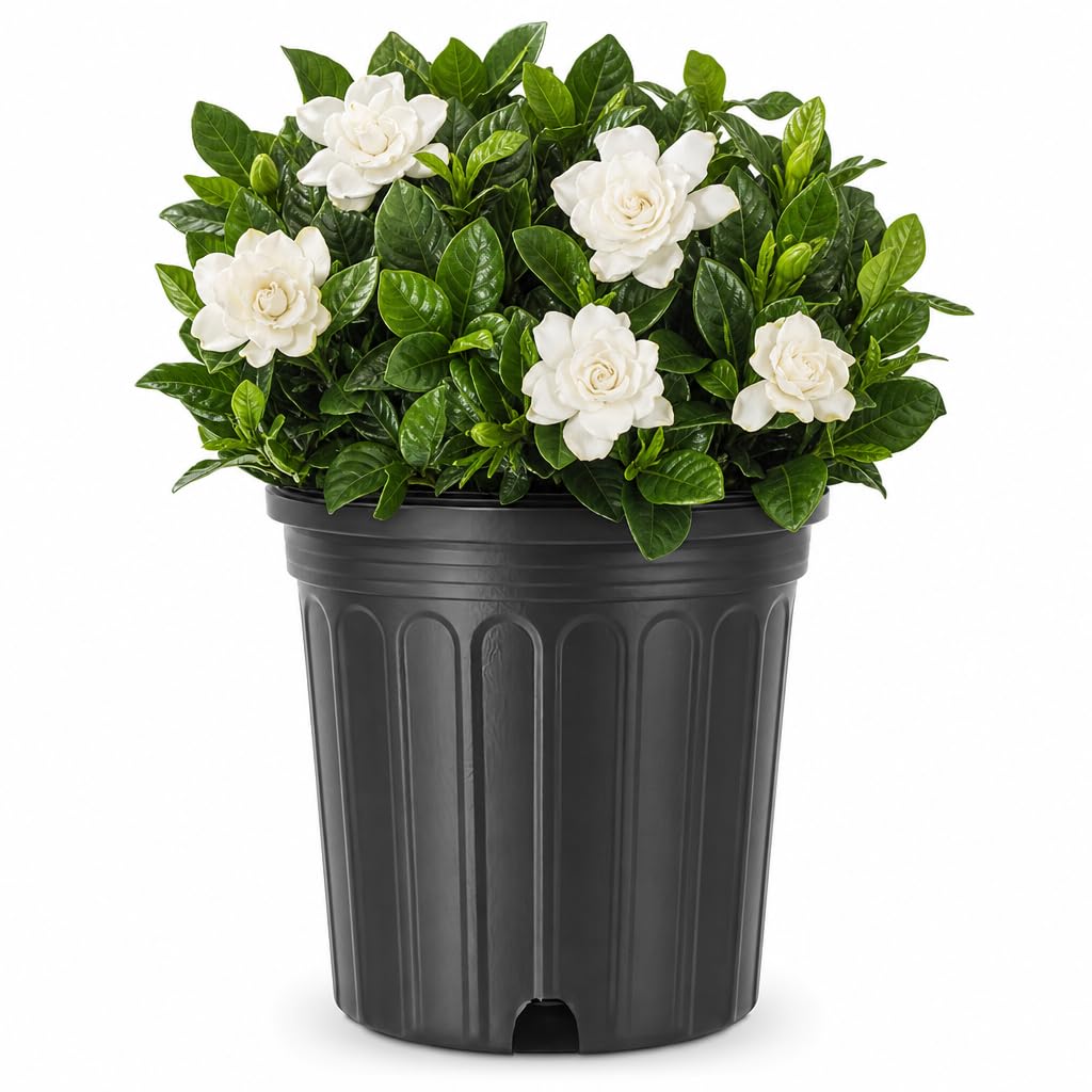 Extra Large 3 Gallon Gardenia Plant A3462