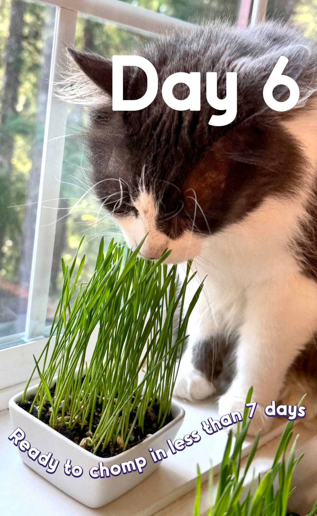 Cat Grass Seed Non-GMO Blend W89438