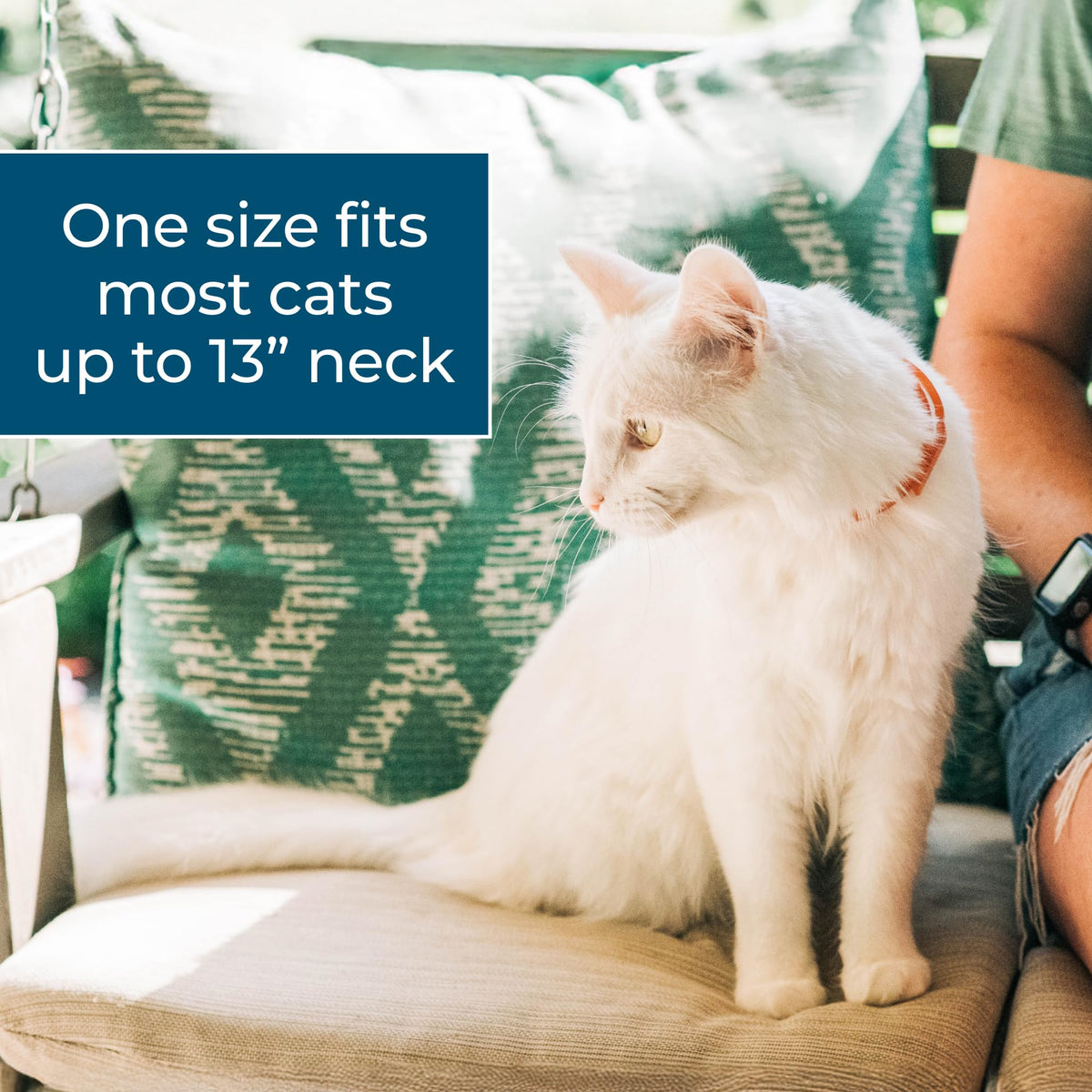 Flea & Tick Repellent Cat Collar I61441