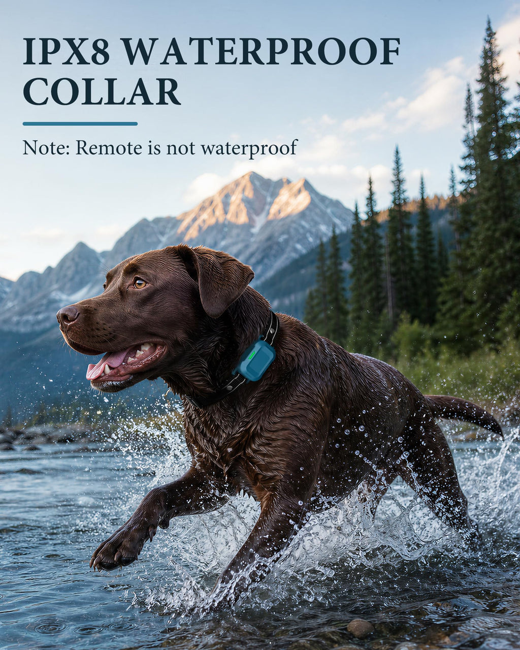 Dog Training Collar with Remote D53806