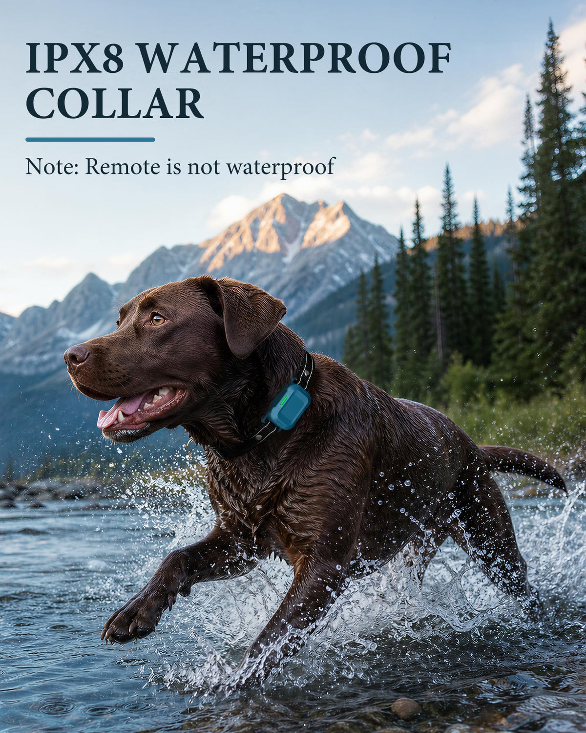 Dog Training Collar with Remote D53806
