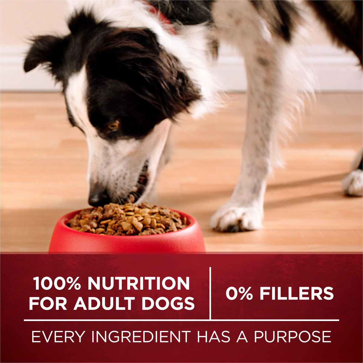 High Protein Chicken & Duck Dog Food C1359