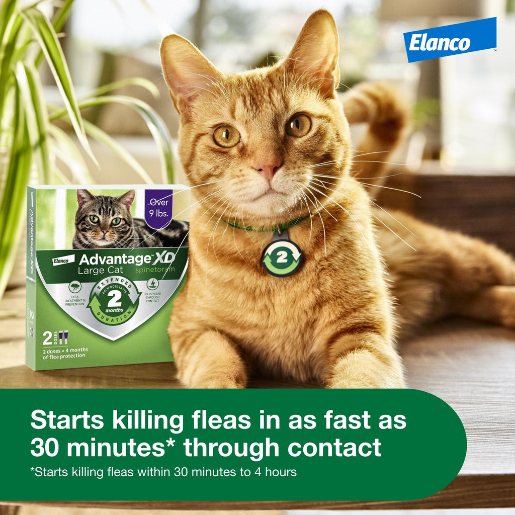 Large Cat Topical Flea Treatment & Prevention 1ct J641