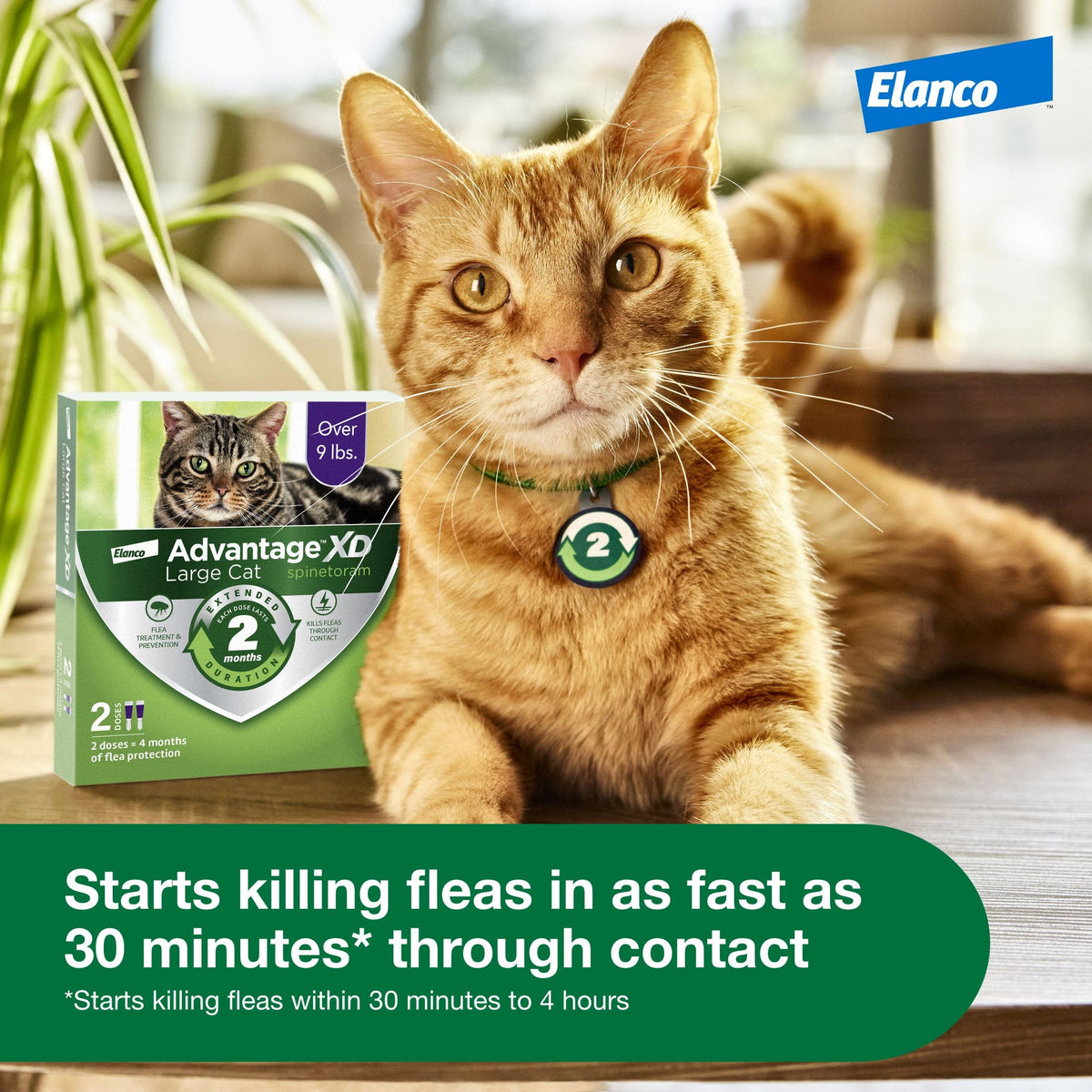 Large Cat Topical Flea Treatment & Prevention 1ct J641