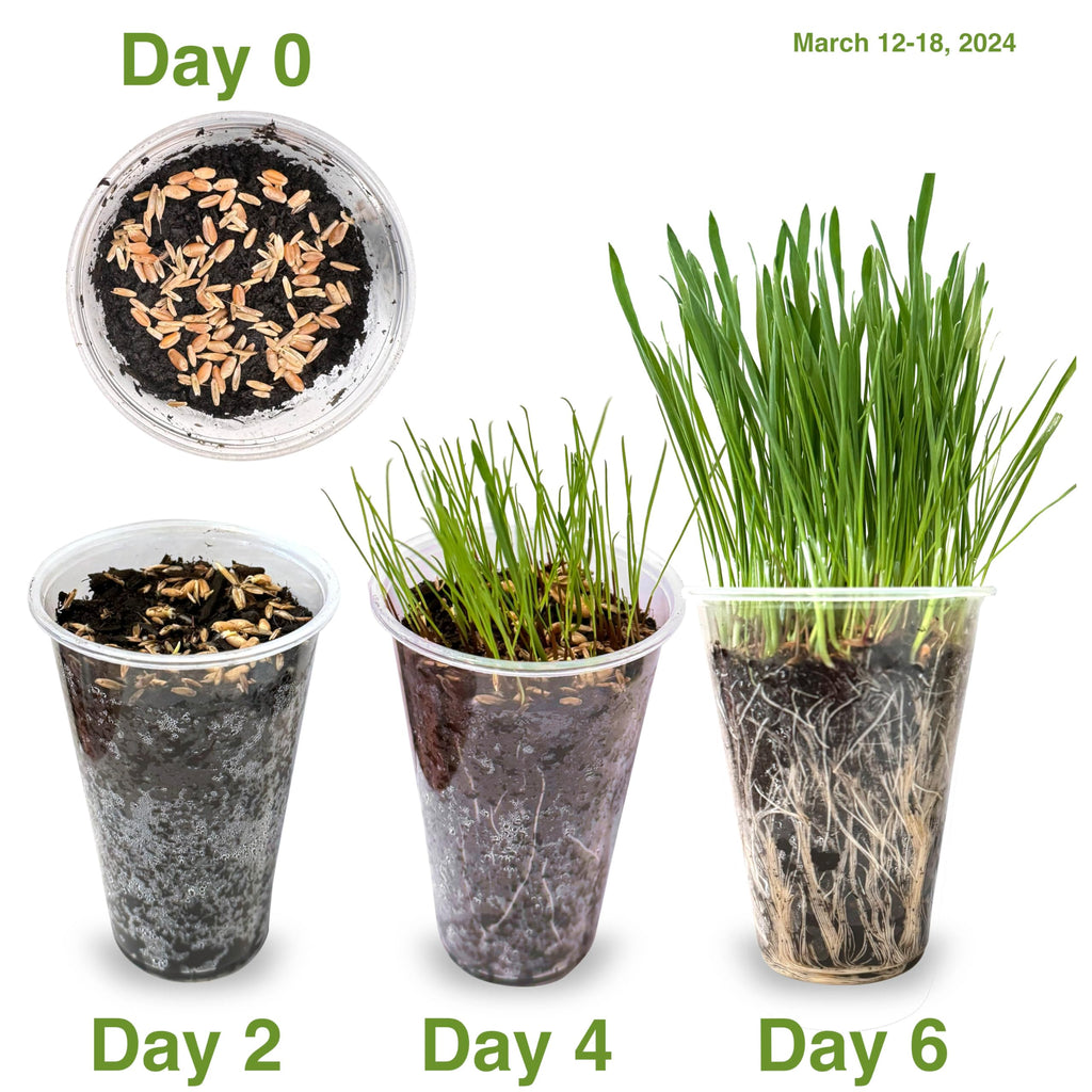 Cat Grass Seed Non-GMO Blend W89438